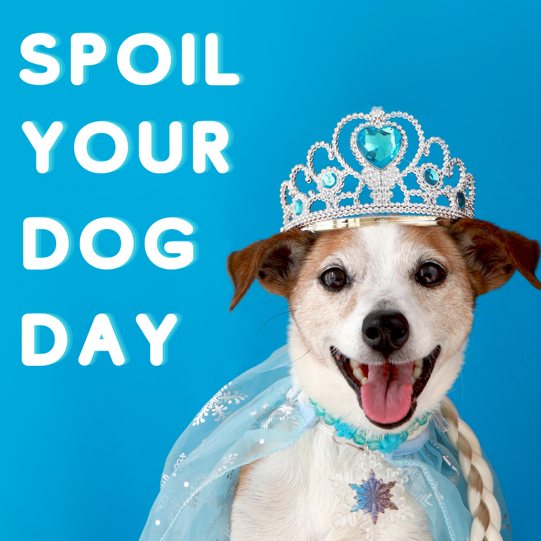 Dog Gifts for National Pet Day: Shower Your Pup With Goodies