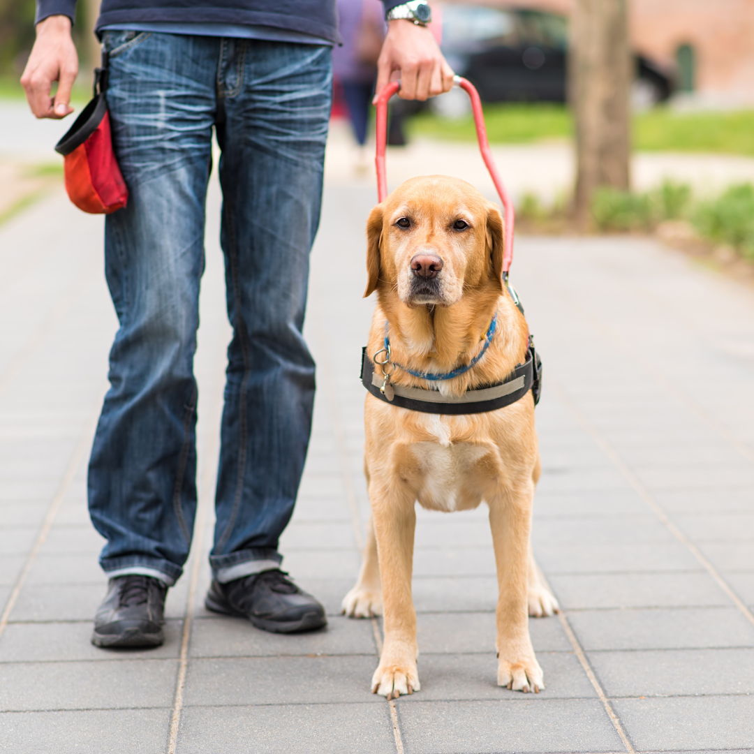 International Assistance Dog Week – Get Set Pet