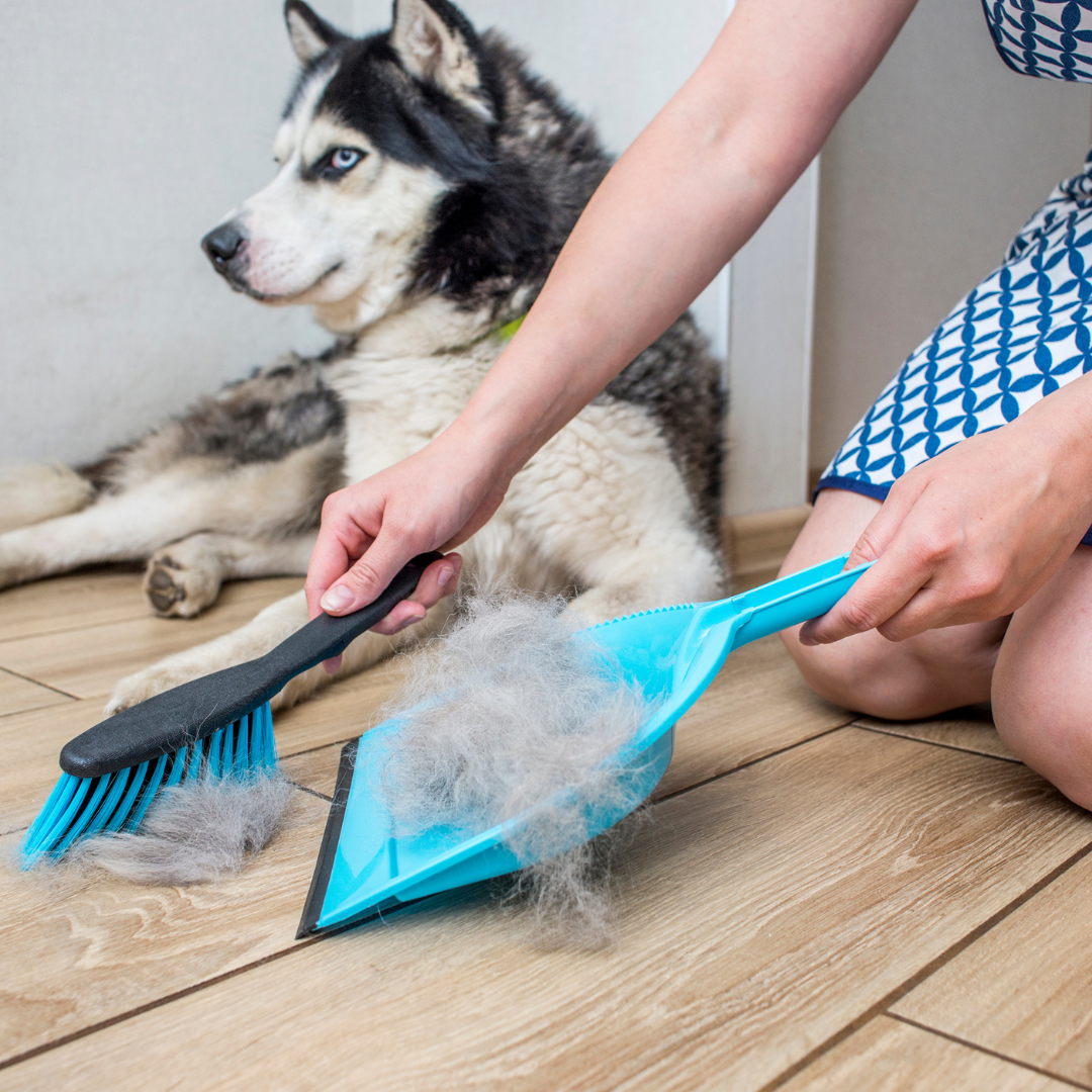 5 DIY Dog Safe Cleaning Solutions Get Set Pet