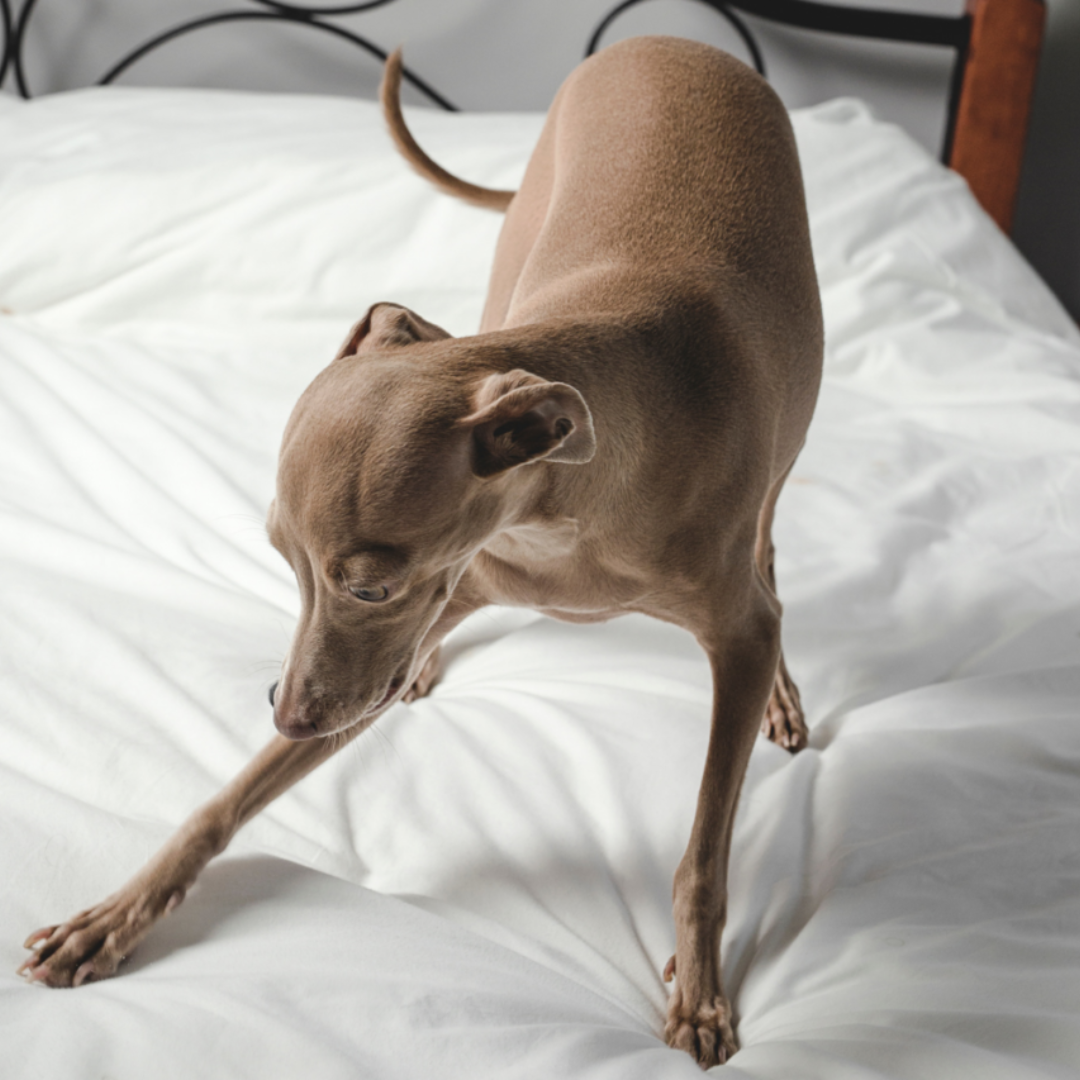 Unearthing the Mystery: Why Do Dogs Dig on Beds and Couches?