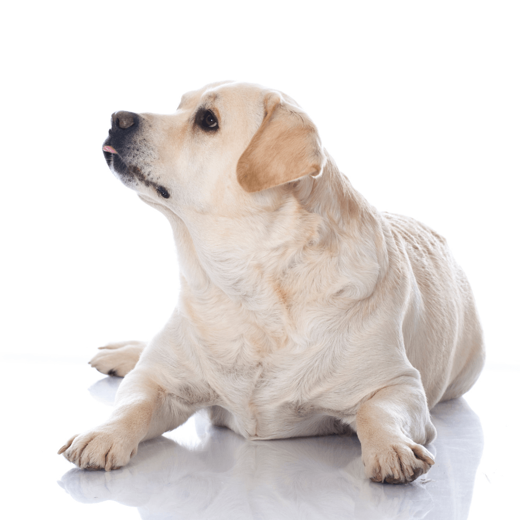 Best food hotsell for overweight labrador