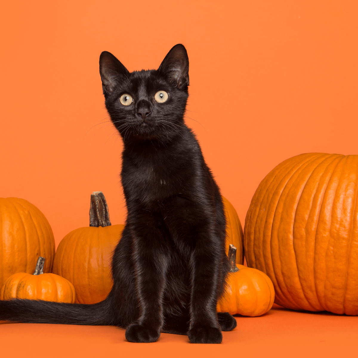 Fright Nights for Cats