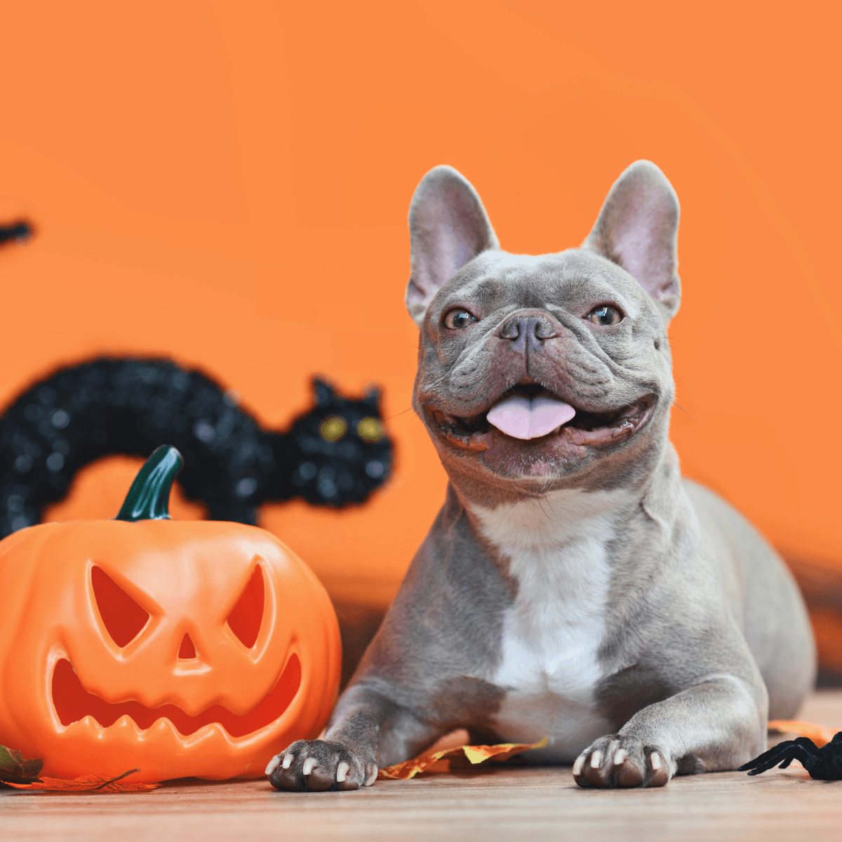 Fright Nights for Dogs