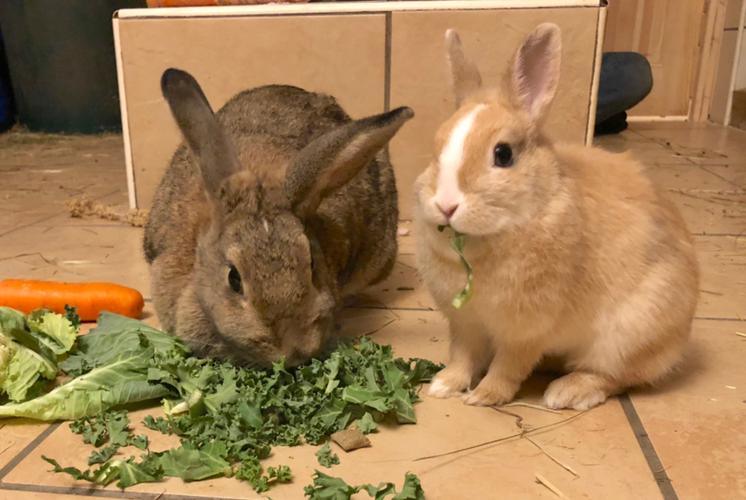 Keeping Your Rabbit Indoors Get Set Pet