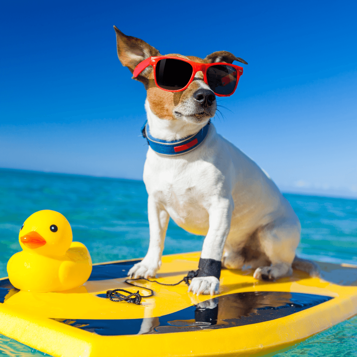 Taking your dog on sales holiday