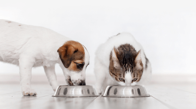 Storing pet clearance food