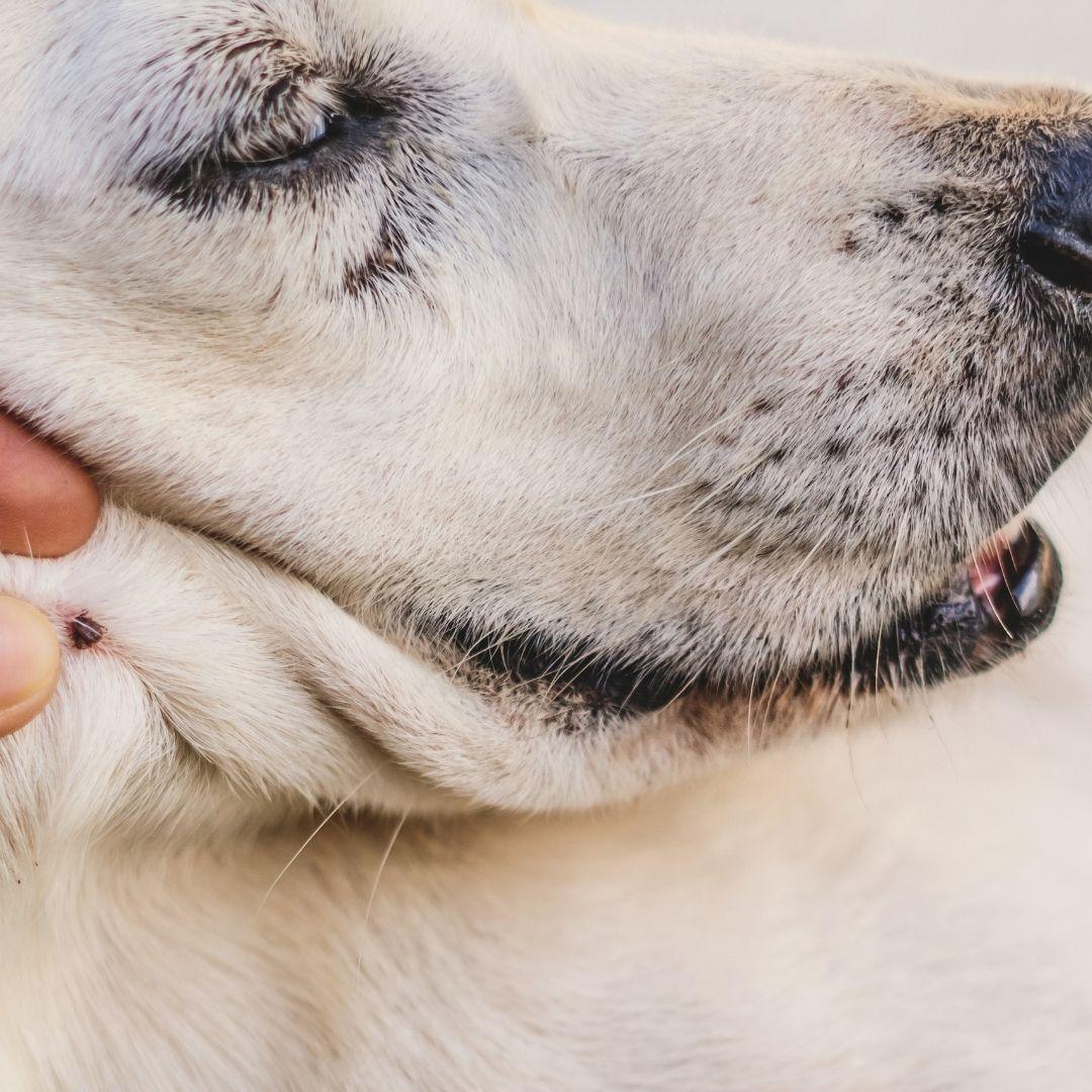 can poppy seeds kill dogs