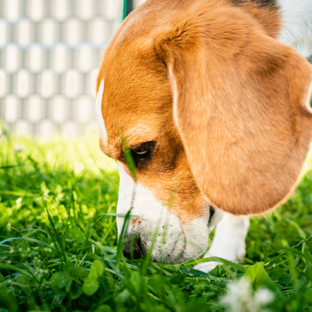 why-does-my-dog-eat-grass