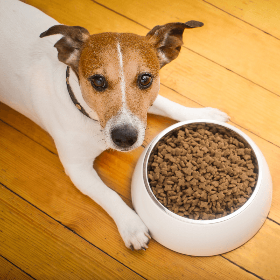 why-has-my-dog-stopped-eating