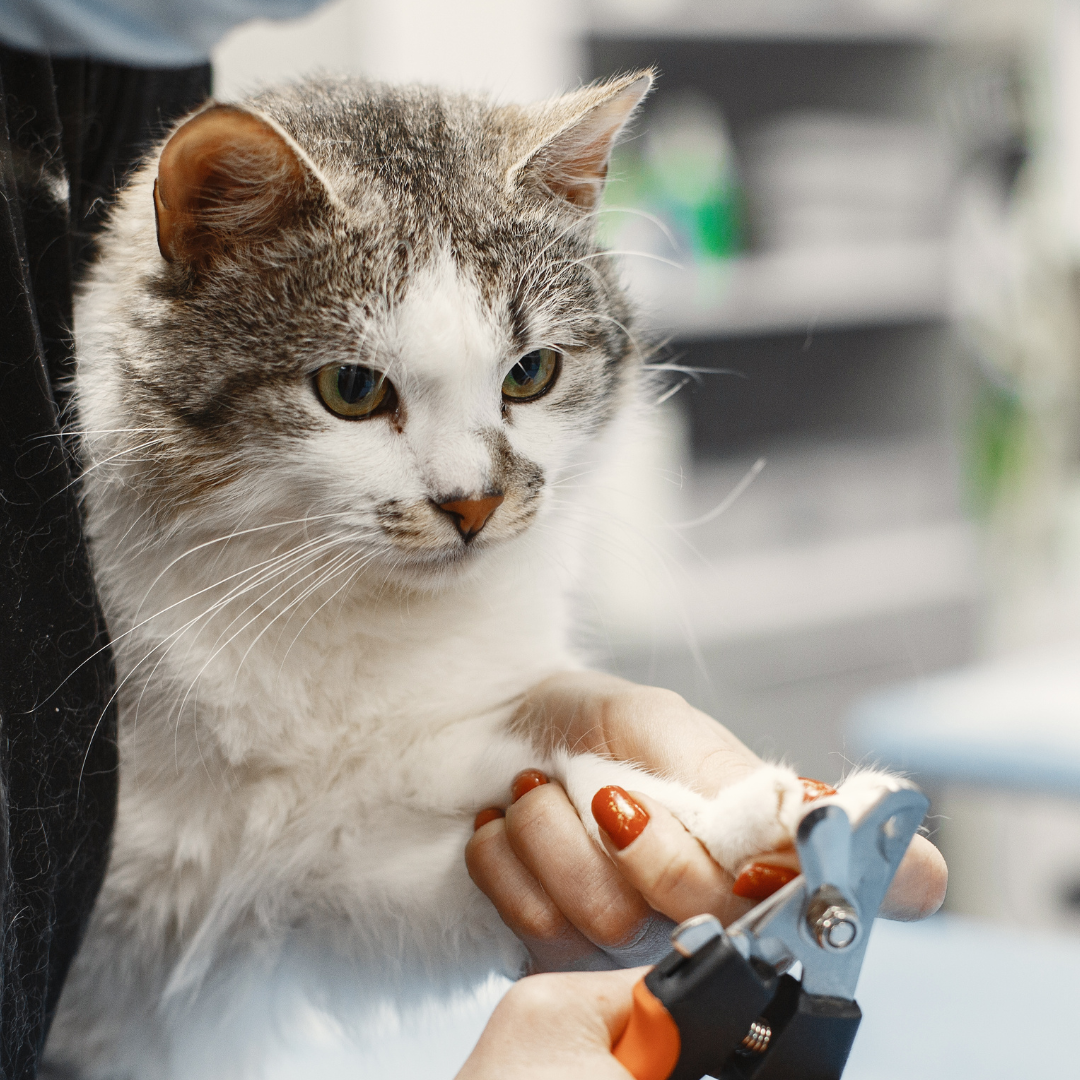 Clipping Your Cat's Nails