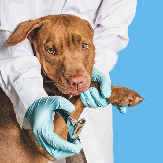 Clipping Your Dog's Nails