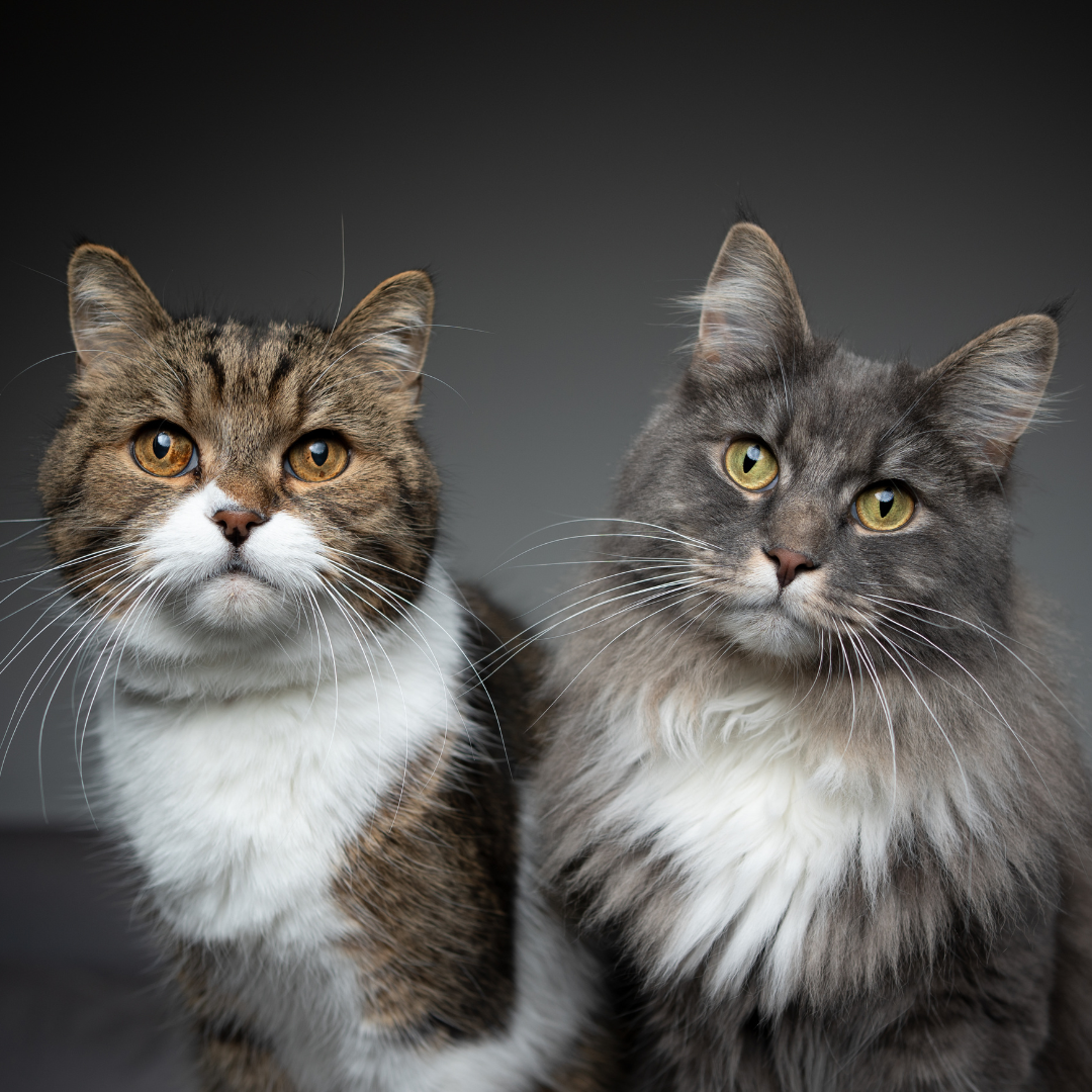 A Fascinating Exploration of Cat Breeds - Get Set Pet