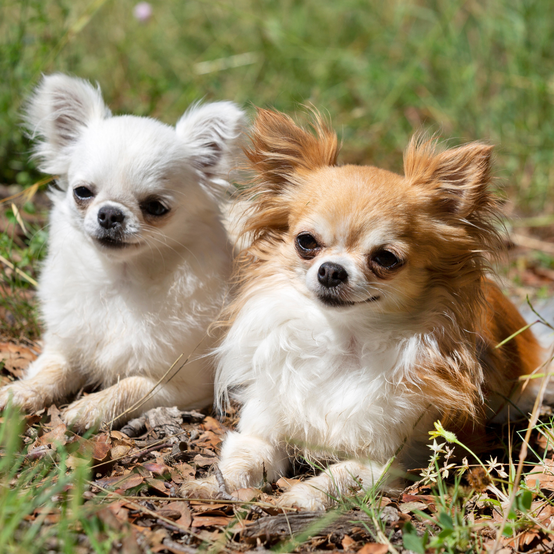 Fascinating Facts About the Chihuahua Dog Breed - Get Set Pet