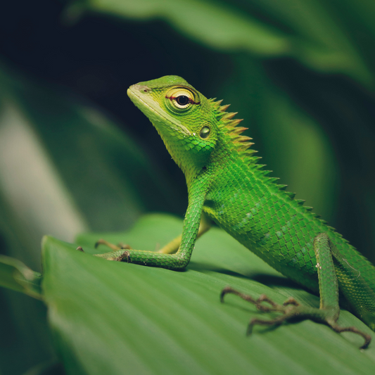 Celebrating Lizard Day: Fascinating Facts and Fun Activities for Reptile Enthusiasts