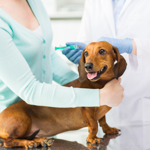 National Immunisation Awareness Month – the importance of vaccinating dogs