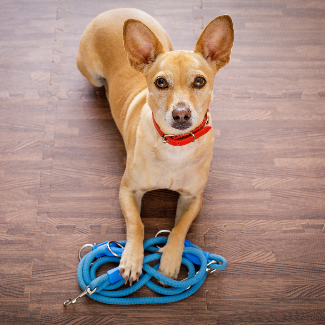 Dog Training 101: How to Completely Train Your Dog