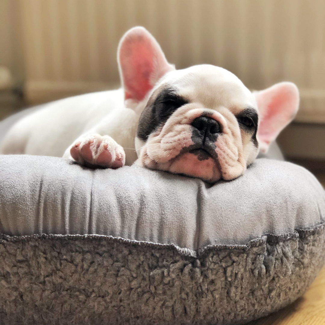 The Ultimate Guide to Dog Beds