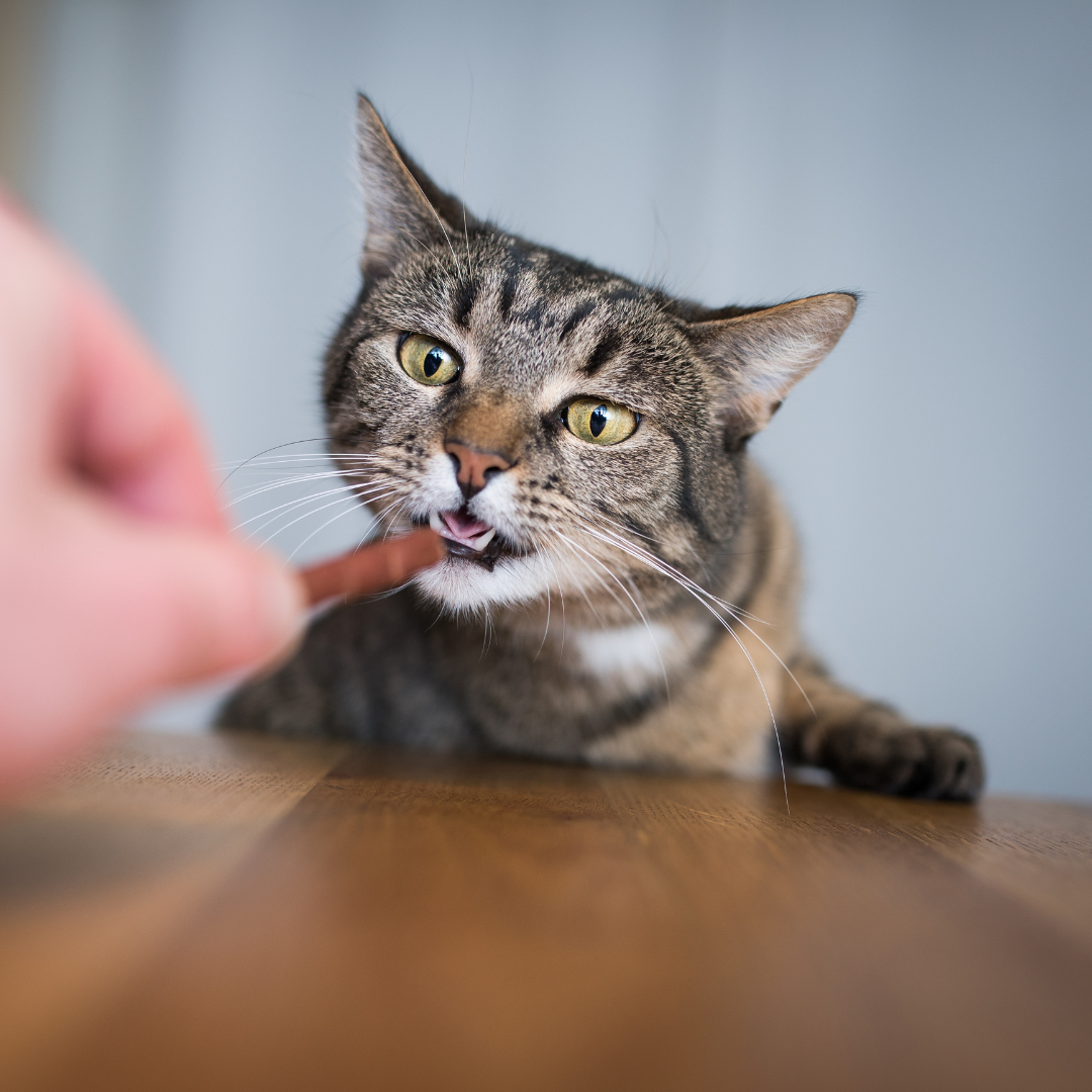 DIY Recipes for Delicious and Nutritious Cat Snacks