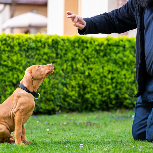 Puppy Training: 5 Basic Dog Tricks for a Paw-sitive Start!