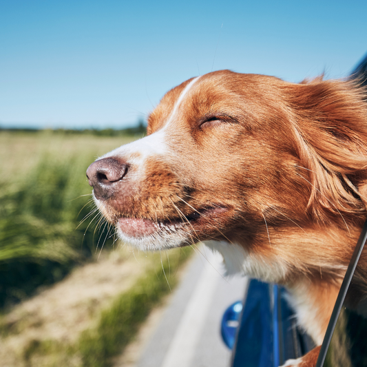 Unleashing Fun in the UK's Top Dog-Friendly Destinations