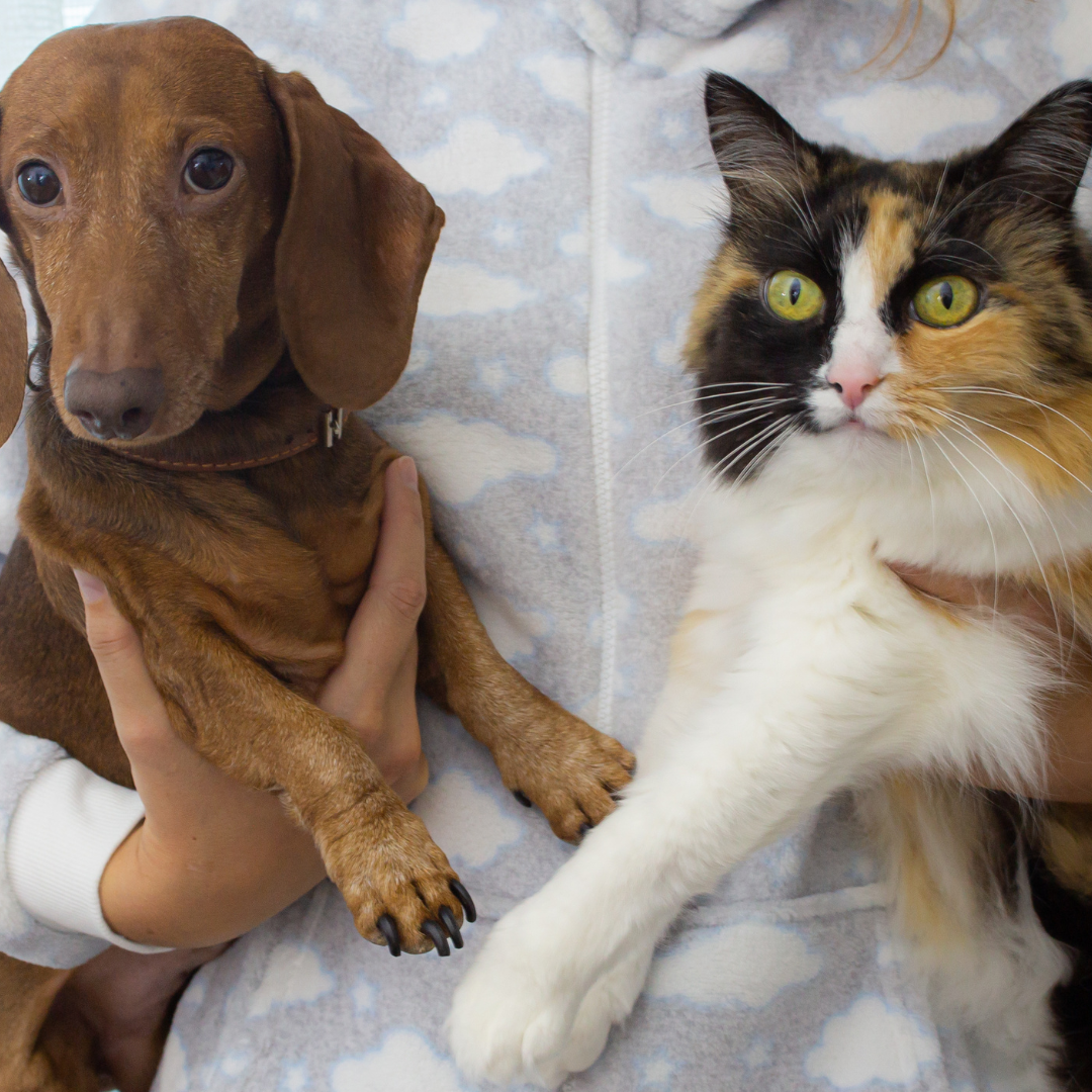 Top Dog Breeds That Love Living with Cats