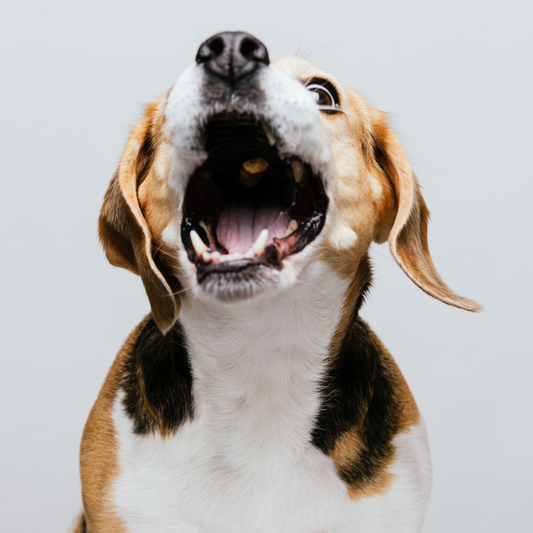 Tackling Common Dog Behaviour Issues with a Wag and a Smile!