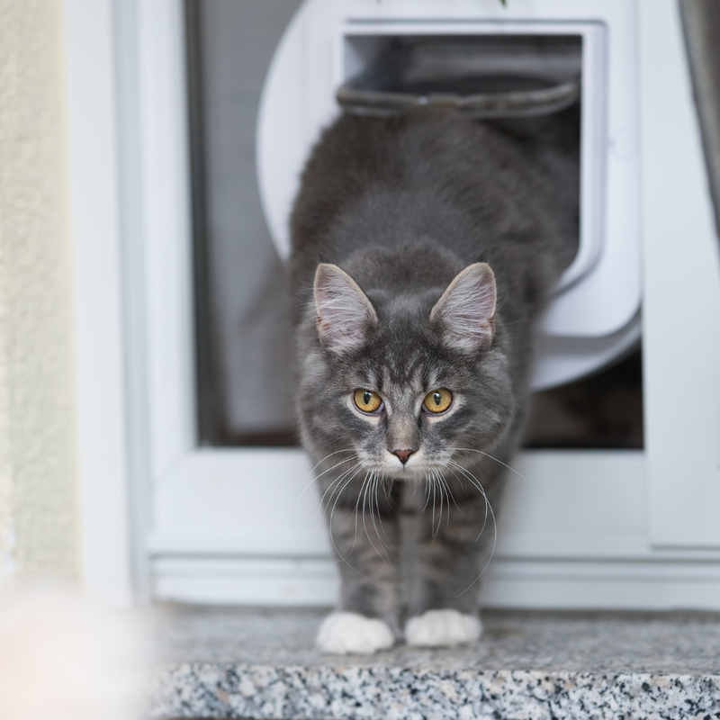 Cat stopped shop using cat flap