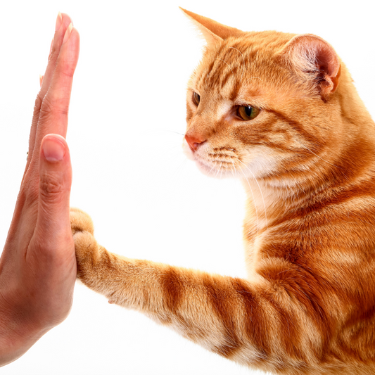 5 Basic Cat Tricks for a Paw-sitive Start!