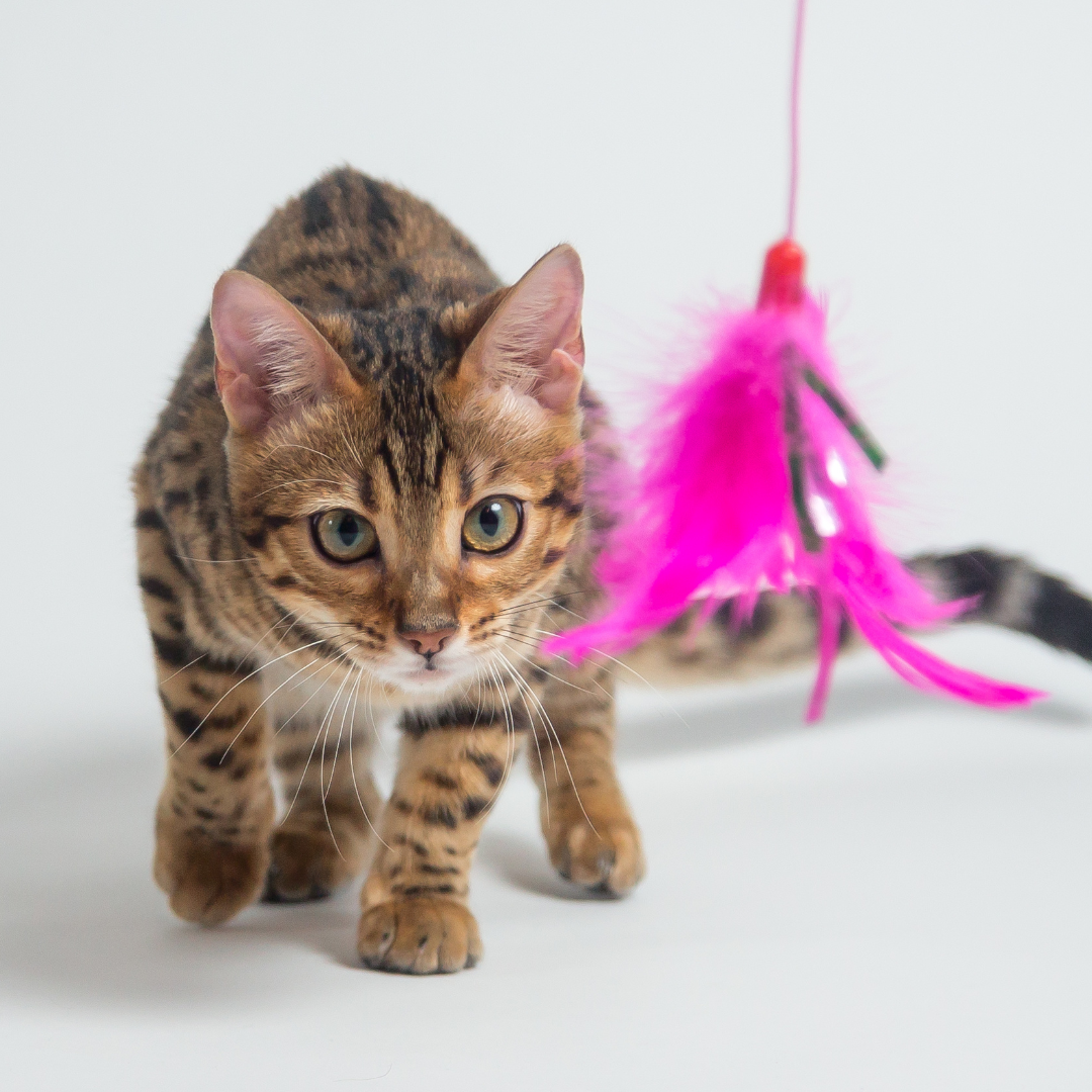 10 DIY Cat Toys That Will Keep Your Feline Friend Entertained