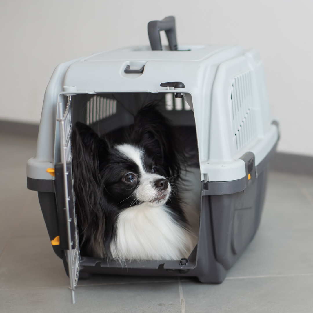 12 Essential Dog Travel Accessories for Pet Owners: Unleashing the Perfect Journey!