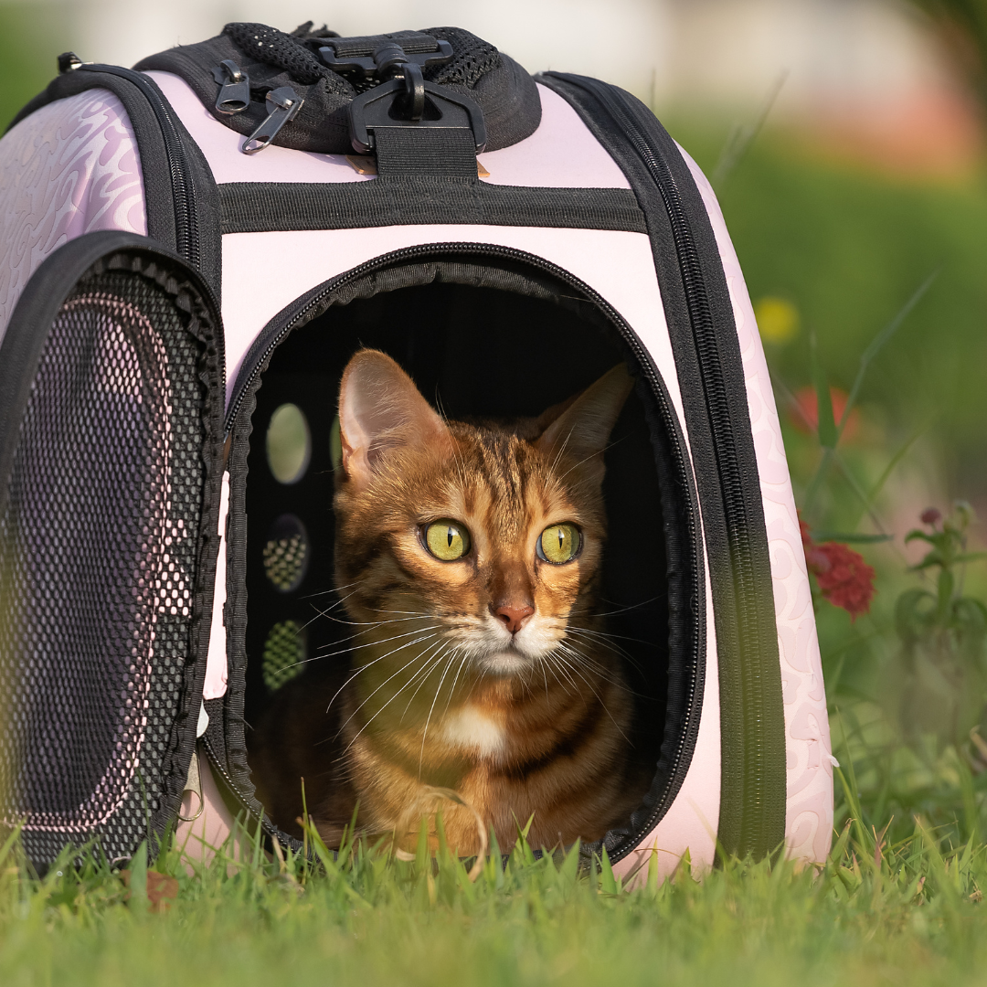 A Guide to Getting Your Cat into a Carrier