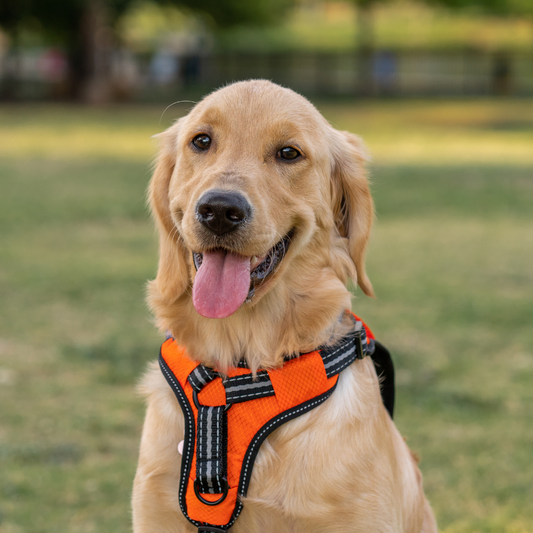 Walk in Style: The Ultimate Guide to Stylish and Functional Dog Harnesses