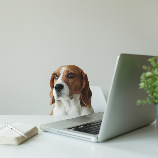 Pets in the workplace