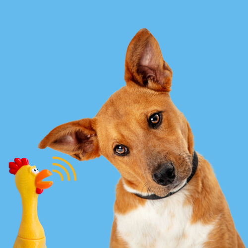 dog toys png