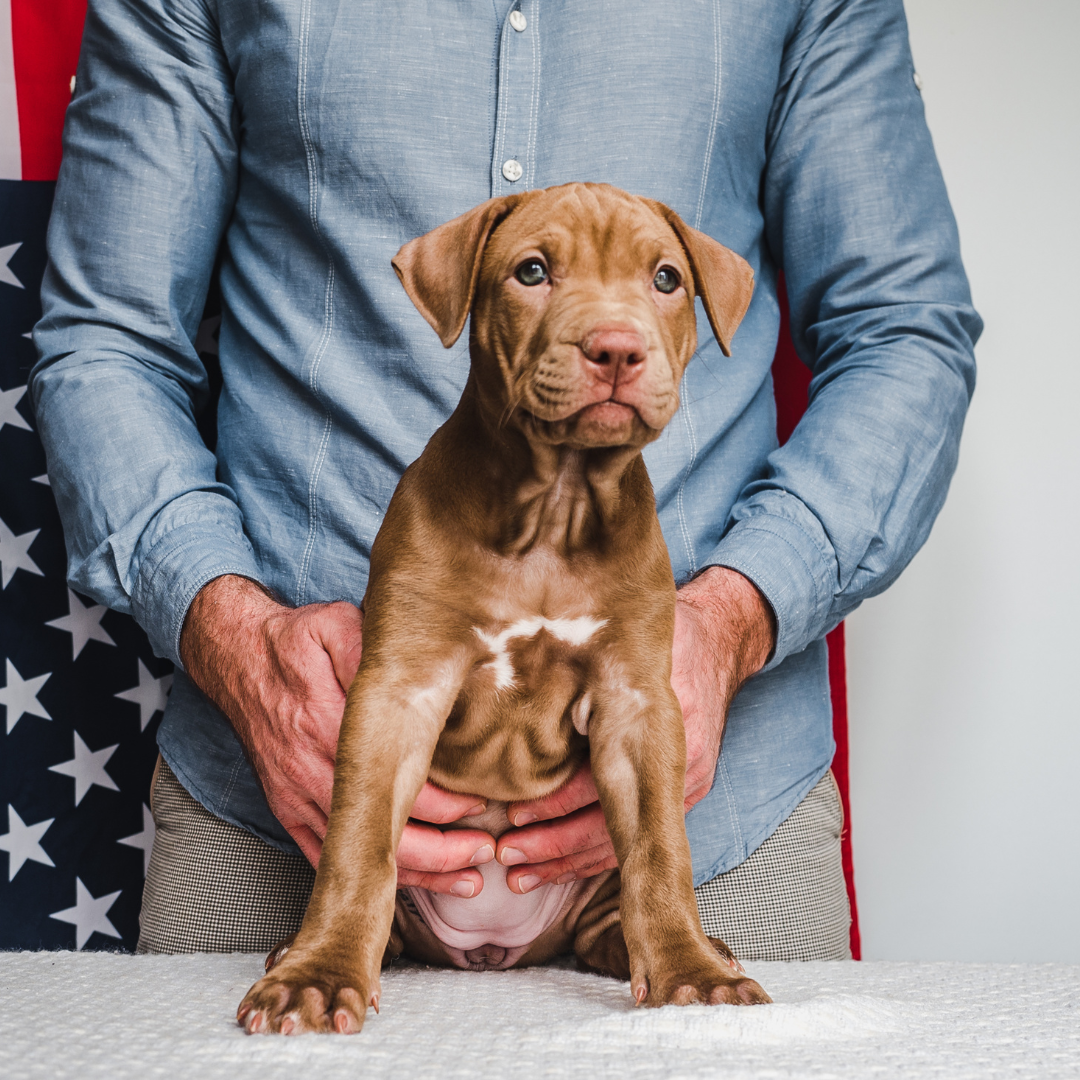 4th of July: Pet Safe BBQ For Dogs