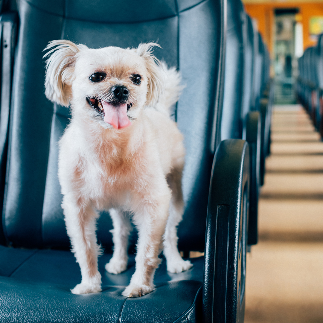 Top Tips For Pets On Public Transport