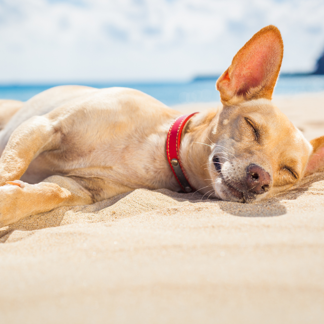 Top tips for bringing your dog to the beach