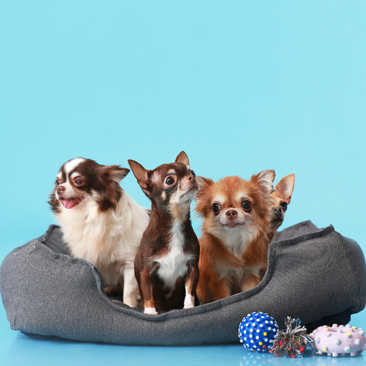 Finding the Perfect Retreat: Exploring the Best Types of Dog Beds