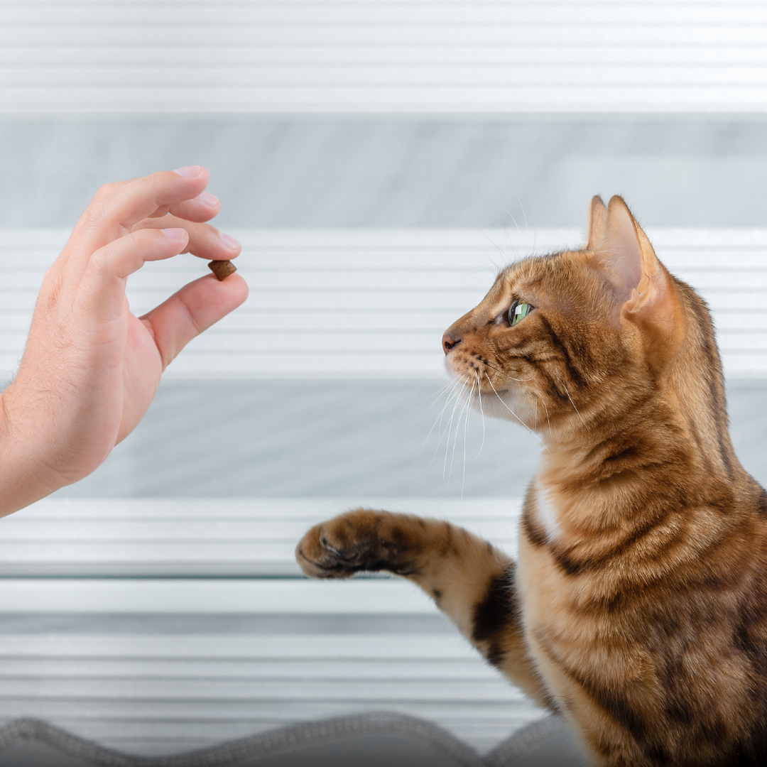 Cat Training Tips for a Happy and Harmonious Home