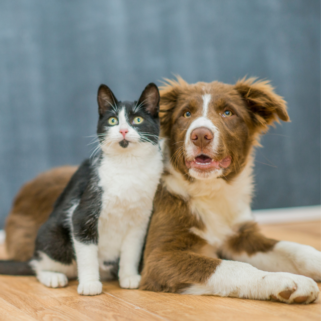 Back to School - Helping Your Pet Adjust to a New Routine