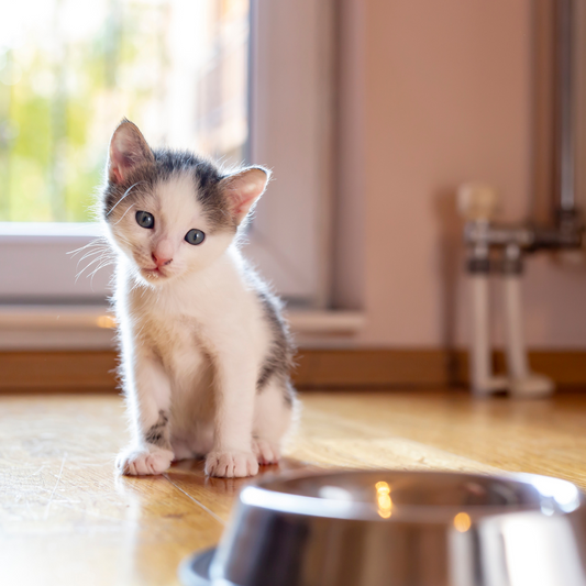 Pet hydration and keeping cool this summer for cats