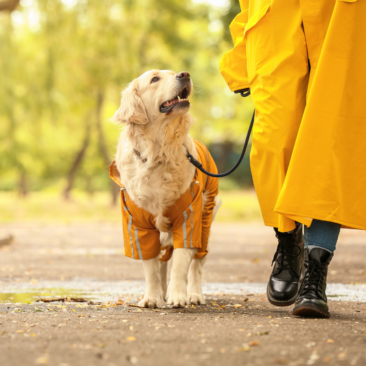 Preparing Your Dog For Autumn: Seasonal Care Tips