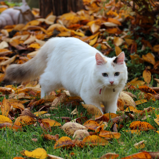 Preparing Your Cat for Autumn: Seasonal Care Tips