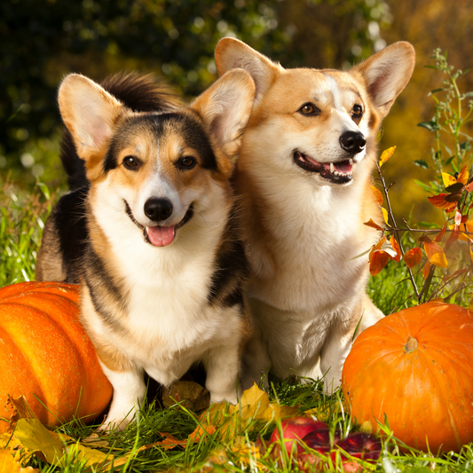 Healthy Autumnal Vegetables for Dogs