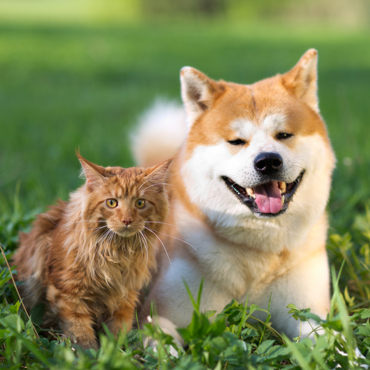 The Best Types of Dog and Cat Treats