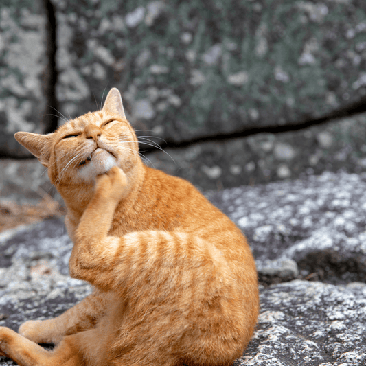 Allergy Symptoms In Cats - Get Set Pet