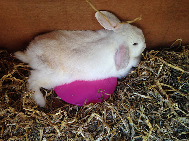 A Guide to Feeding Rabbits: Keeping Your Bunny Healthy and Happy