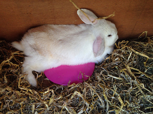 A Guide to Feeding Rabbits: Keeping Your Bunny Healthy and Happy