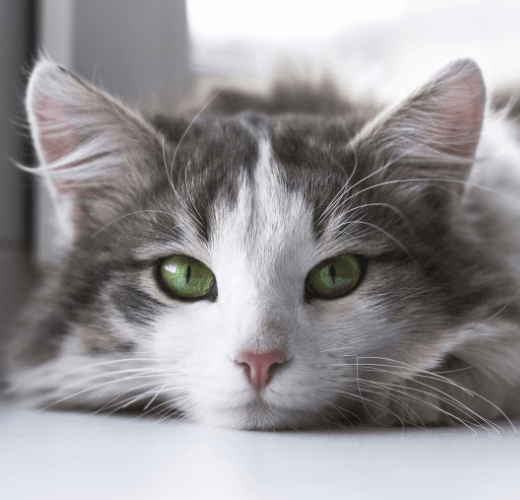 Can Cats Experience Stress? - Get Set Pet