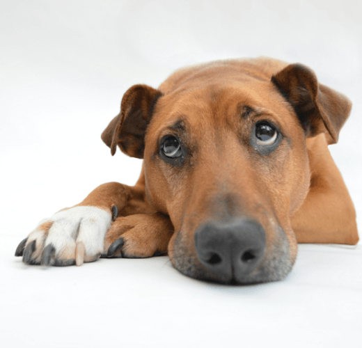 Can Dogs Experience Stress? - Get Set Pet